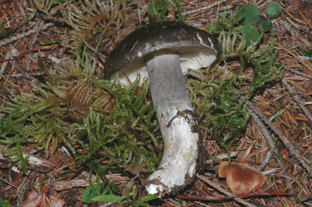 Un Hygrophorus da discutere